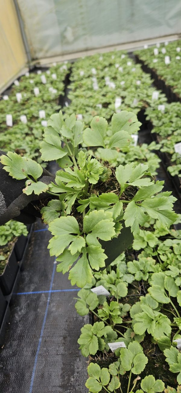 Ranunculus asiaticus 'Vortex Red'2 Ranunculus asiaticus 'Vortex Red'