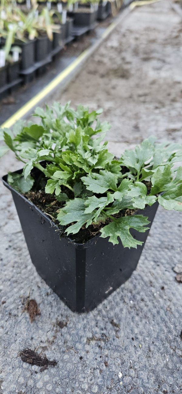 Ranunculus asiaticus 'Vortex White' Ranunculus asiaticus 'Vortex White'