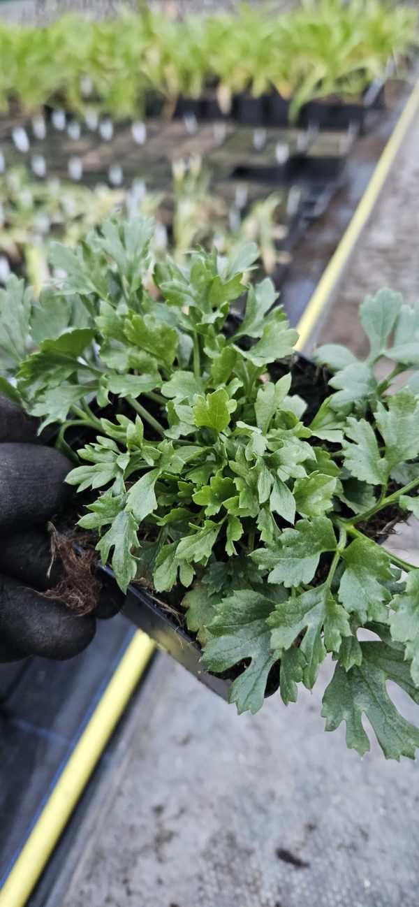 Ranunculus asiaticus 'Vortex White'2 Ranunculus asiaticus 'Vortex White'