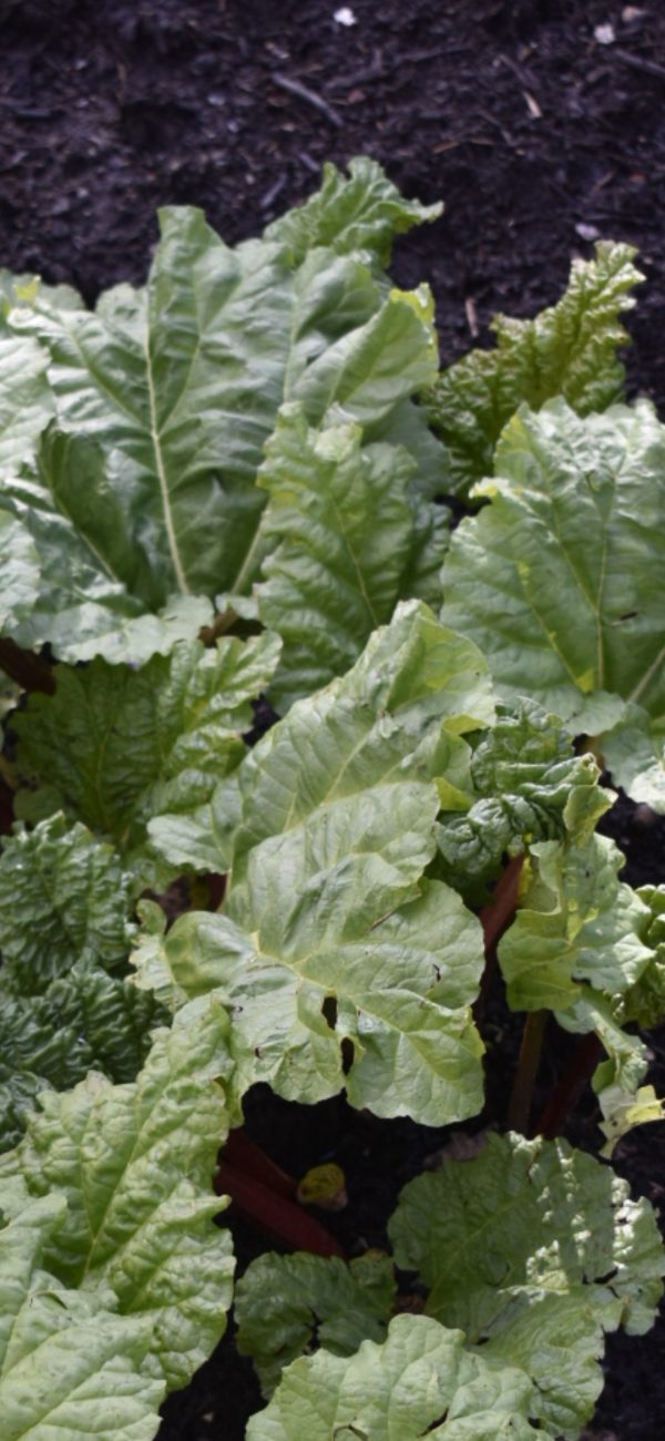 Rhubarb 'Glaskins Perpetual'