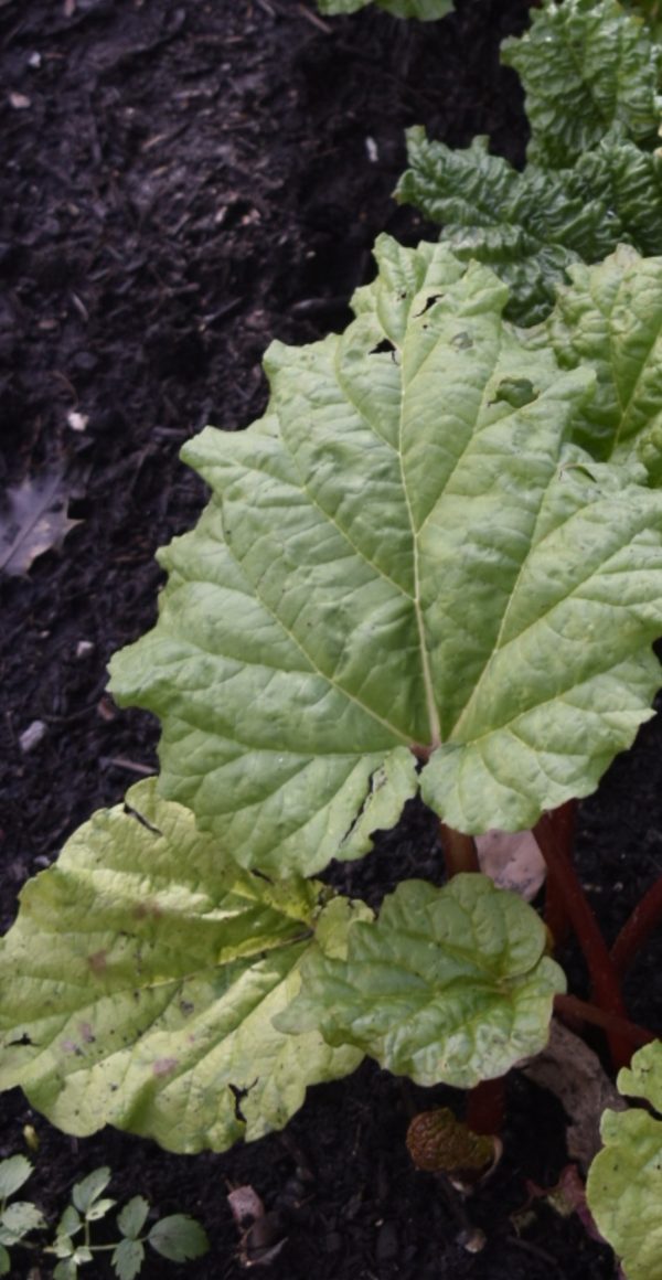 Rhubarb 'Glaskins Perpetual'