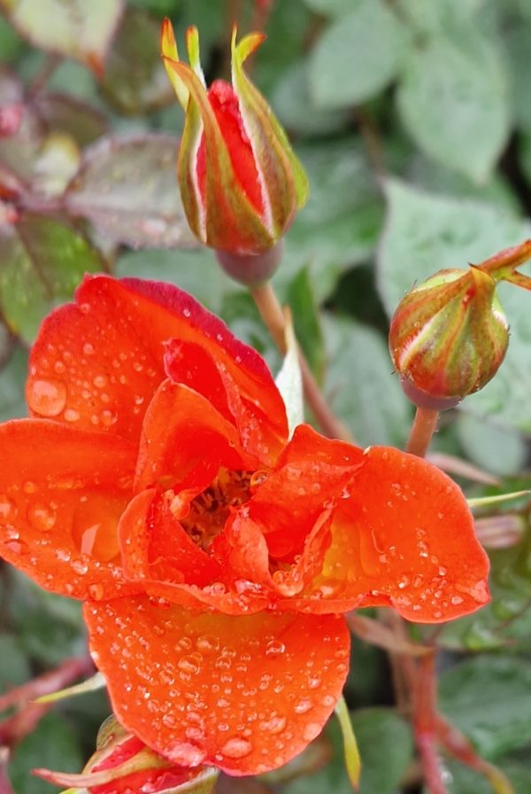 Rosa 'Warm Welcome' Rosa 'Warm Welcome'