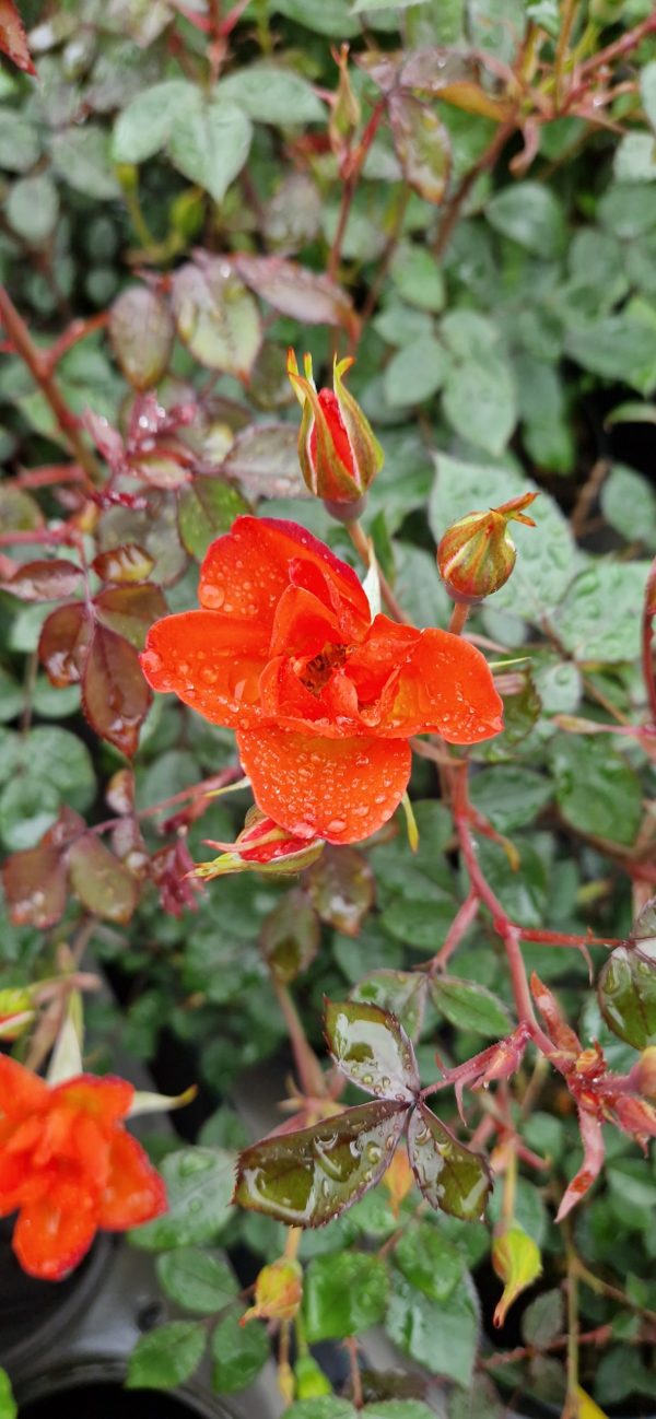 Rosa 'Warm Welcome' 3 Rosa 'Warm Welcome'