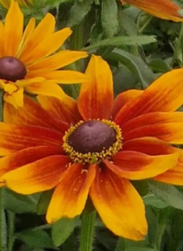 Rudbeckia Hirta ‘Cappuccino’ Rudbeckia Hirta ‘Cappuccino’