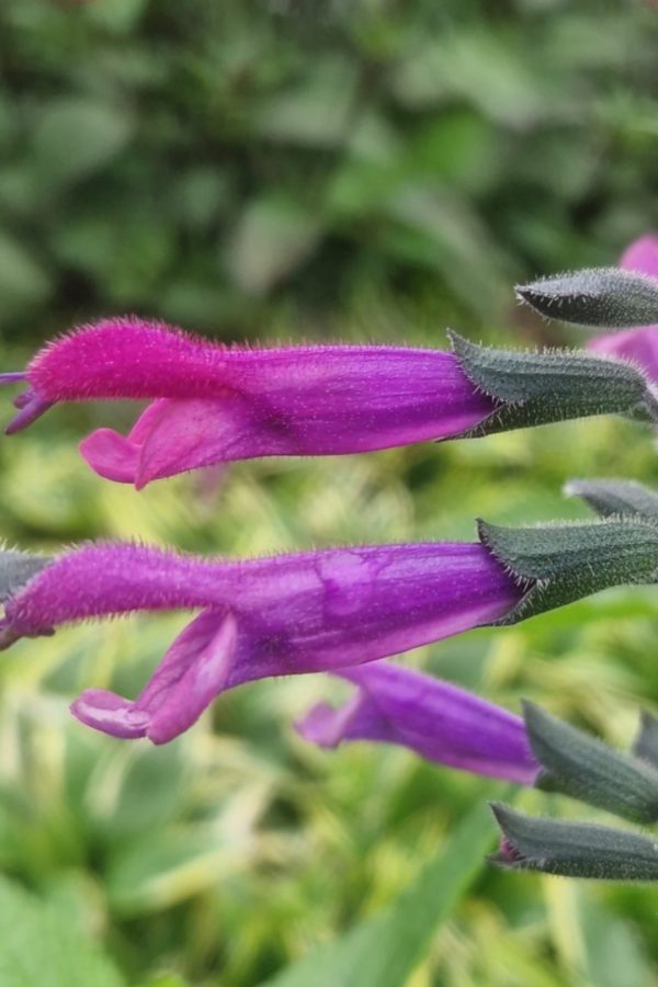 Salvia 'Amigo'