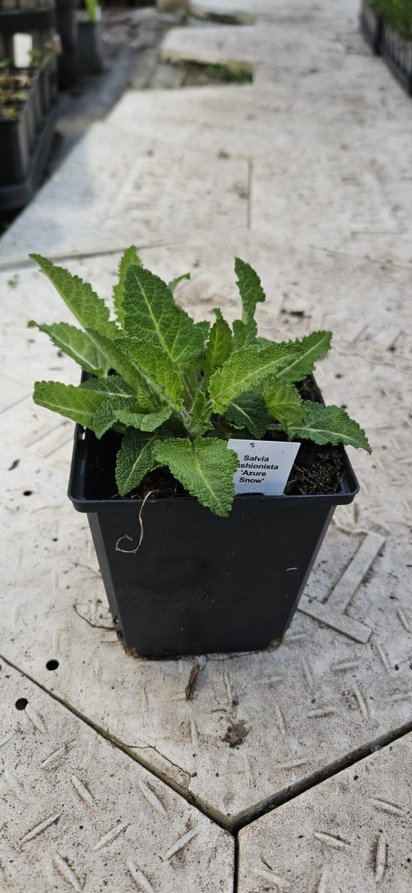 Salvia Fashionista 'Azure Snow'