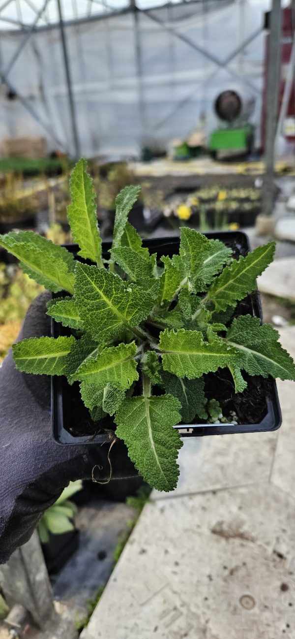 Salvia Fashionista 'Azure Snow'