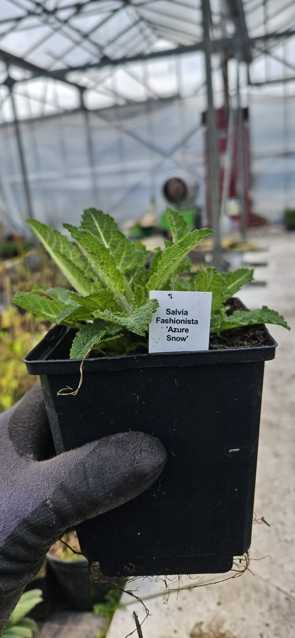 Salvia Fashionista 'Azure Snow'