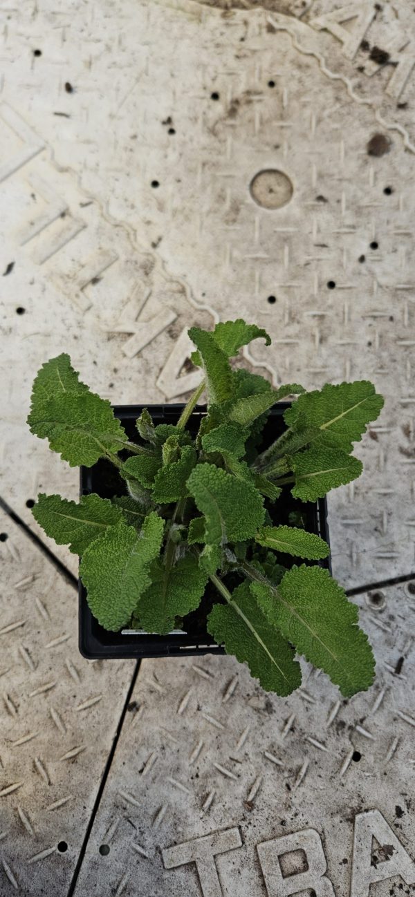 Salvia Fashionista 'Pretty in Pink'