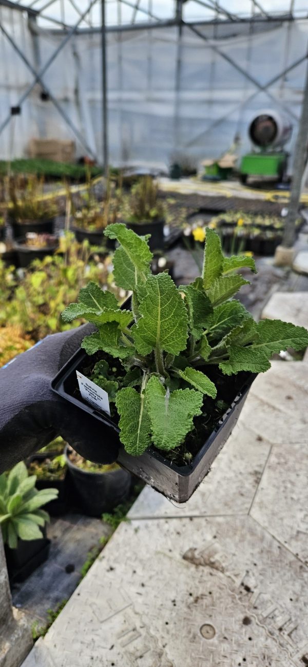 Salvia Fashionista 'Pretty in Pink'
