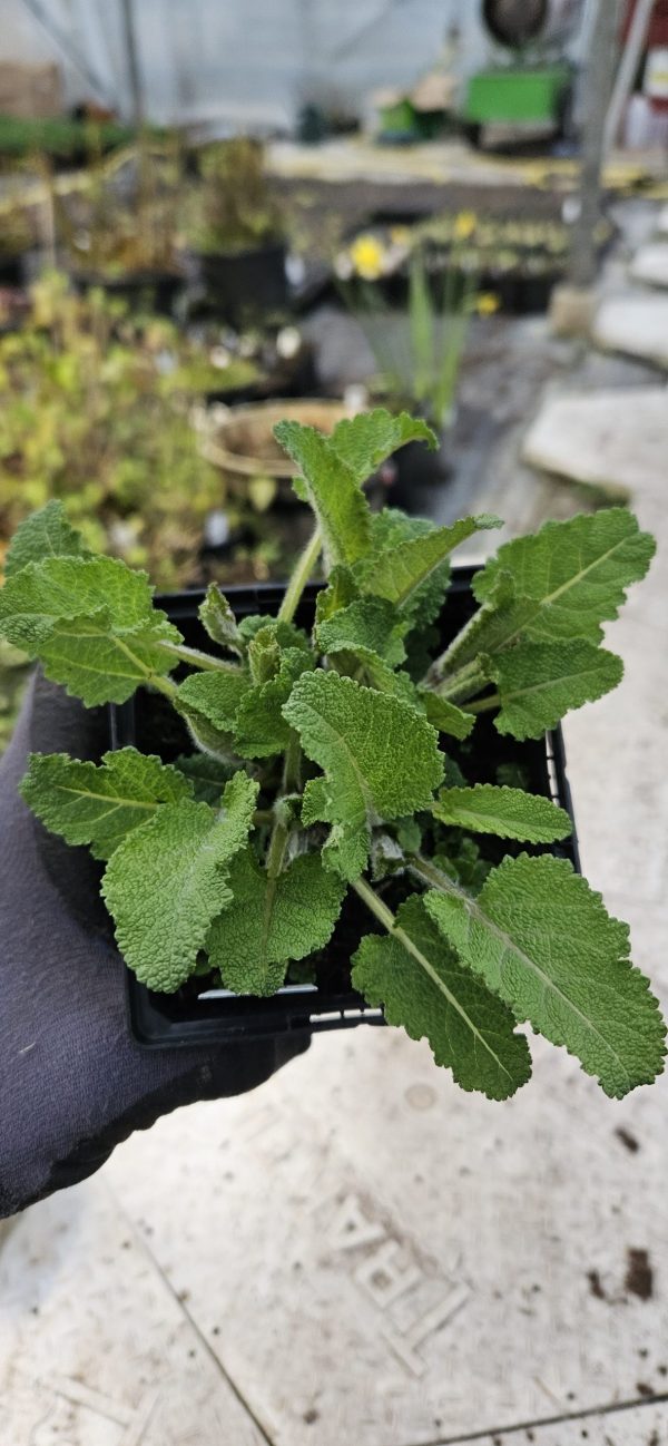 Salvia Fashionista 'Pretty in Pink'