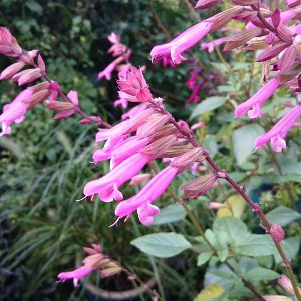 Salvia 'Kisses and Wishes' Salvia 'Kisses and Wishes'