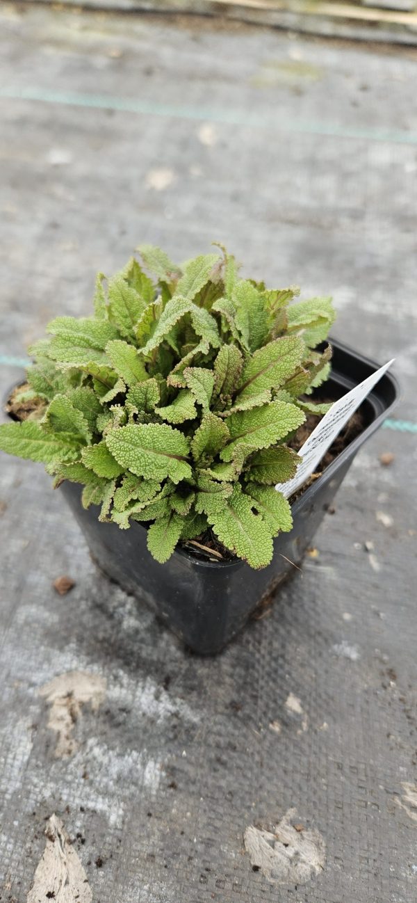 Salvia 'Ostfriesland'