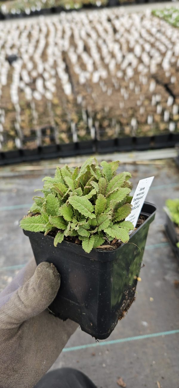 Salvia 'Ostfriesland'