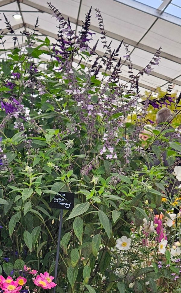 Salvia 'Phyllis Fancy'