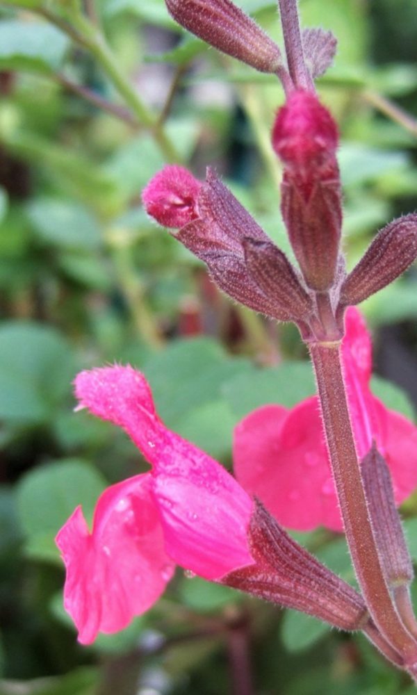 Salvia 'Pink Pong'