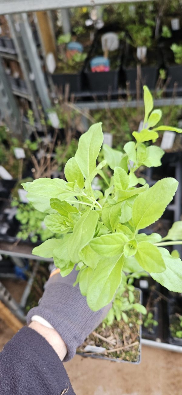 Salvia greggii 'Amethyst Lips'