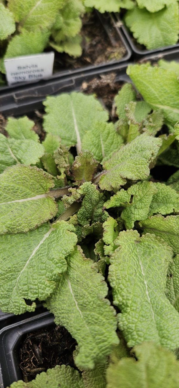 Salvia nemorosa 'Blue Marvel'