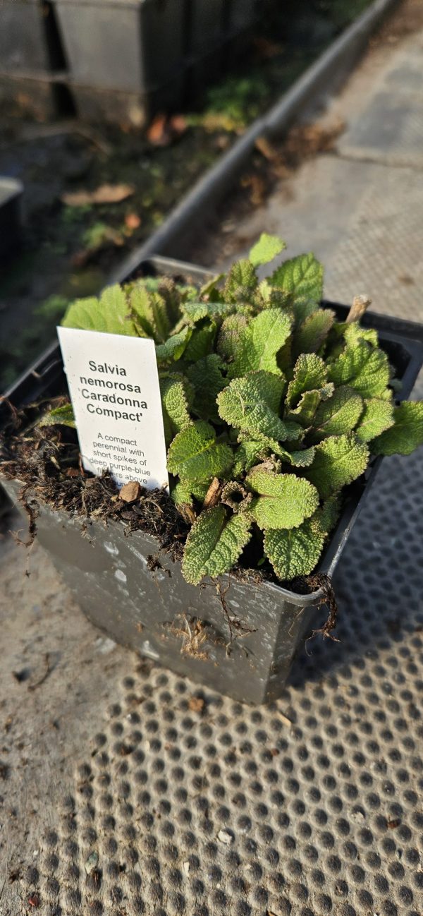 Salvia nemorosa 'Caradonna Compact' Salvia nemorosa 'Caradonna Compact'