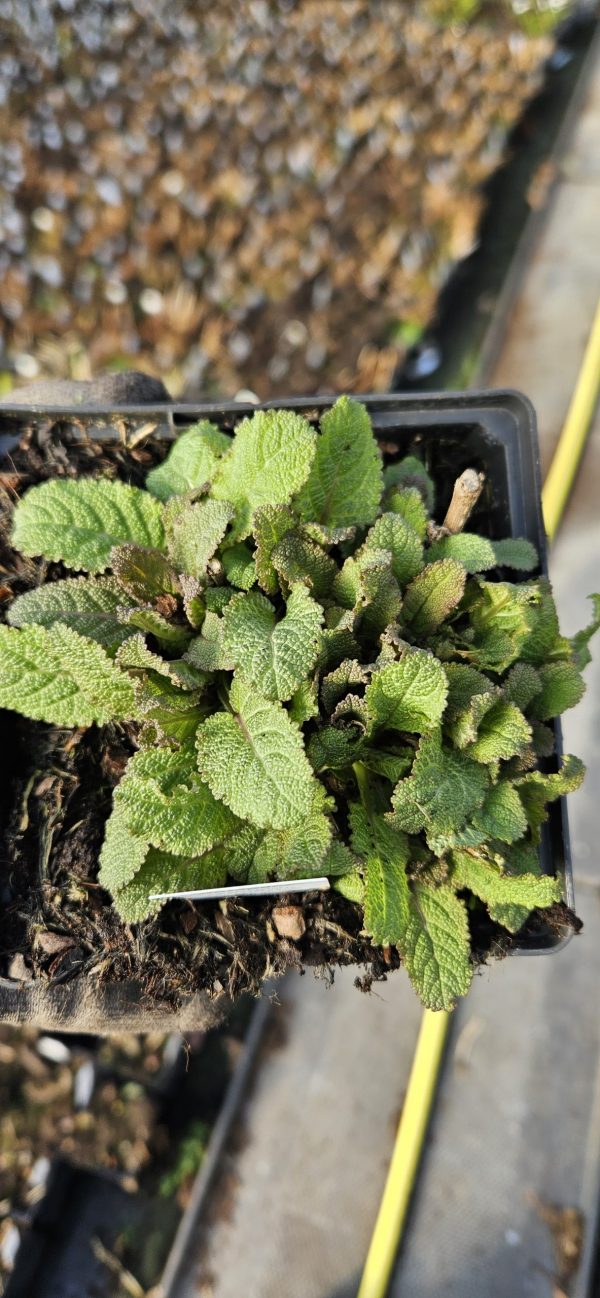 Salvia nemorosa 'Caradonna Compact'2 Salvia nemorosa 'Caradonna Compact'