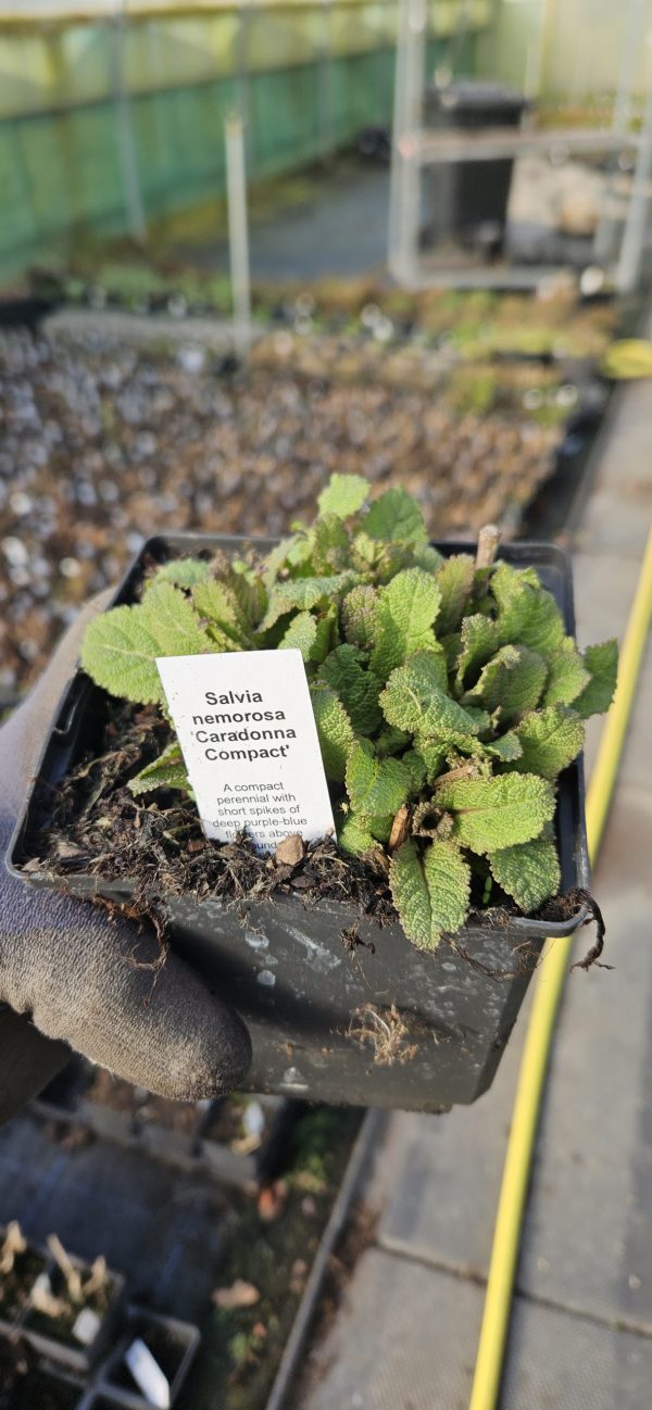 Salvia nemorosa 'Caradonna Compact'3 Salvia nemorosa 'Caradonna Compact'