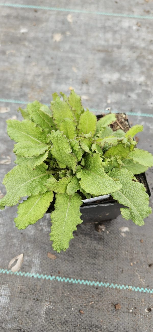 Salvia nemorosa 'Sky Blue Marvel' Salvia nemorosa 'Sky Blue Marvel'