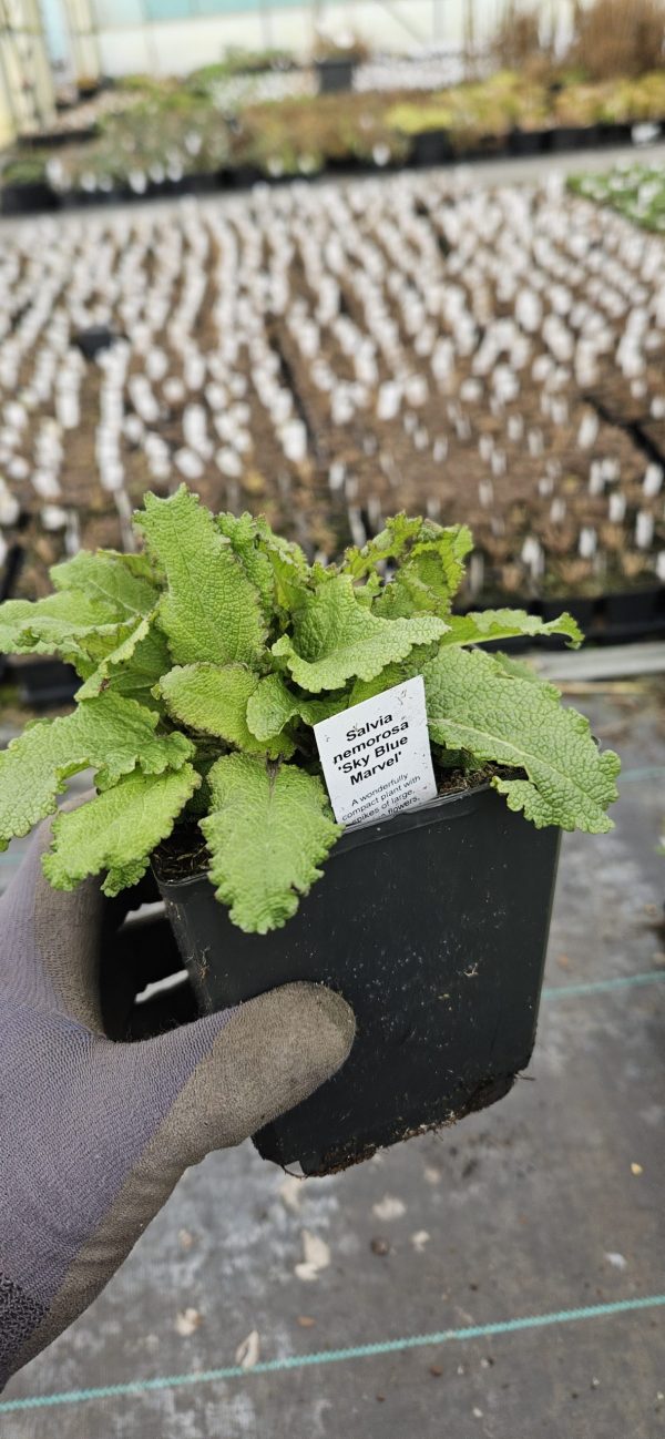 Salvia nemorosa 'Sky Blue Marvel'2 Salvia nemorosa 'Sky Blue Marvel'