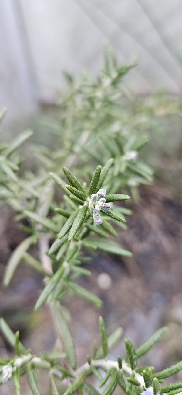 Salvia rosmarinus 'Capri' Salvia rosmarinus 'Capri'