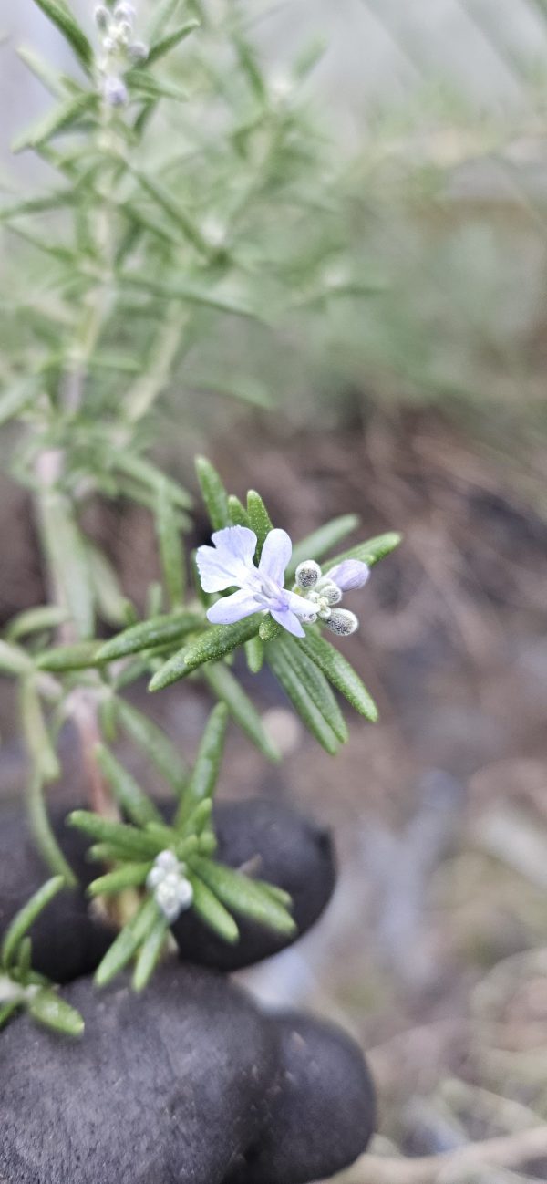 Salvia rosmarinus 'Capri'2 Salvia rosmarinus 'Capri'