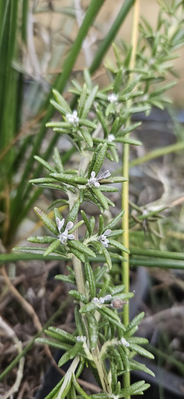 Salvia rosmarinus 'Capri'3 Salvia rosmarinus 'Capri'