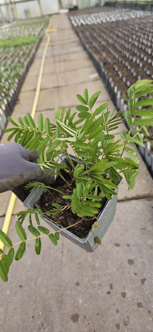 Sanguisorba officianalis 'Pink Tanna' Sanguisorba officianalis 'Pink Tanna'