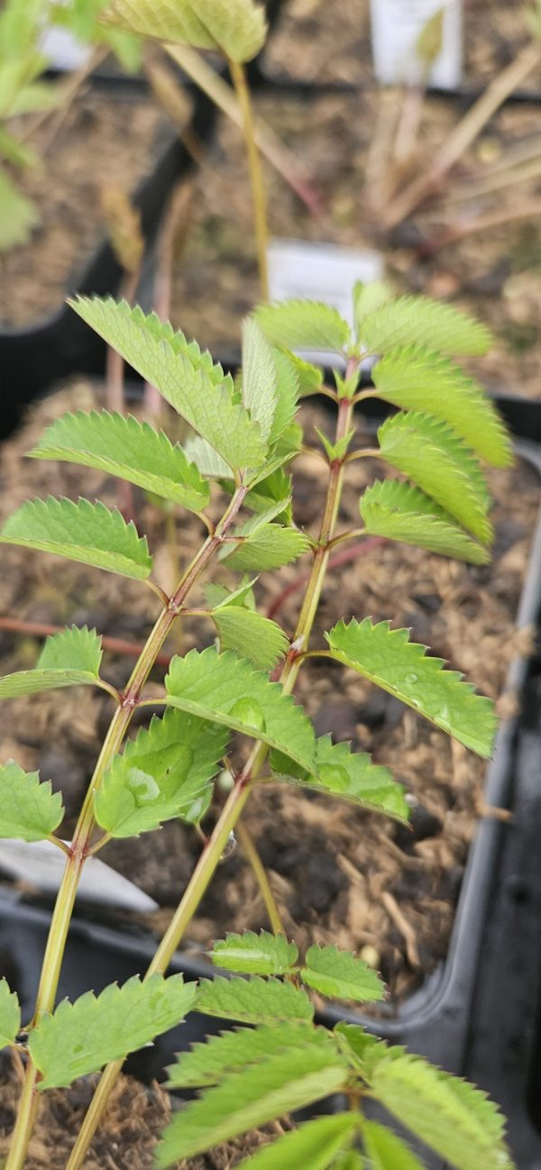 Sanguisorba officianalis 'Red Thunder' Sanguisorba officianalis 'Red Thunder'