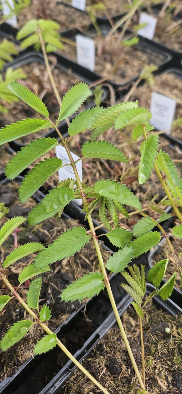 Sanguisorba officianalis 'Red Thunder'2 Sanguisorba officianalis 'Red Thunder'