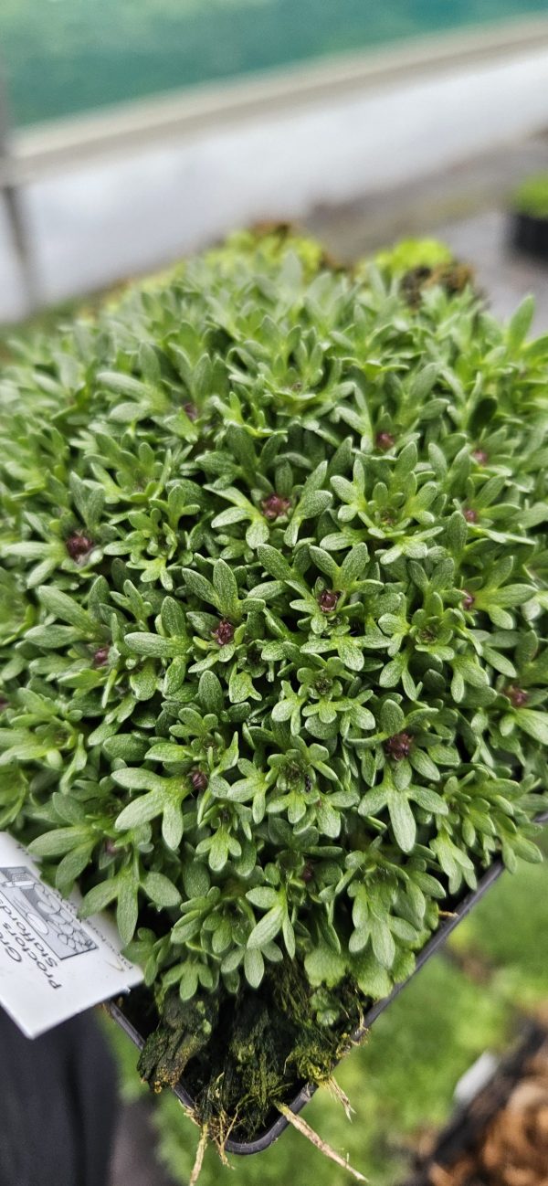 Saxifraga 'Peter Pan'