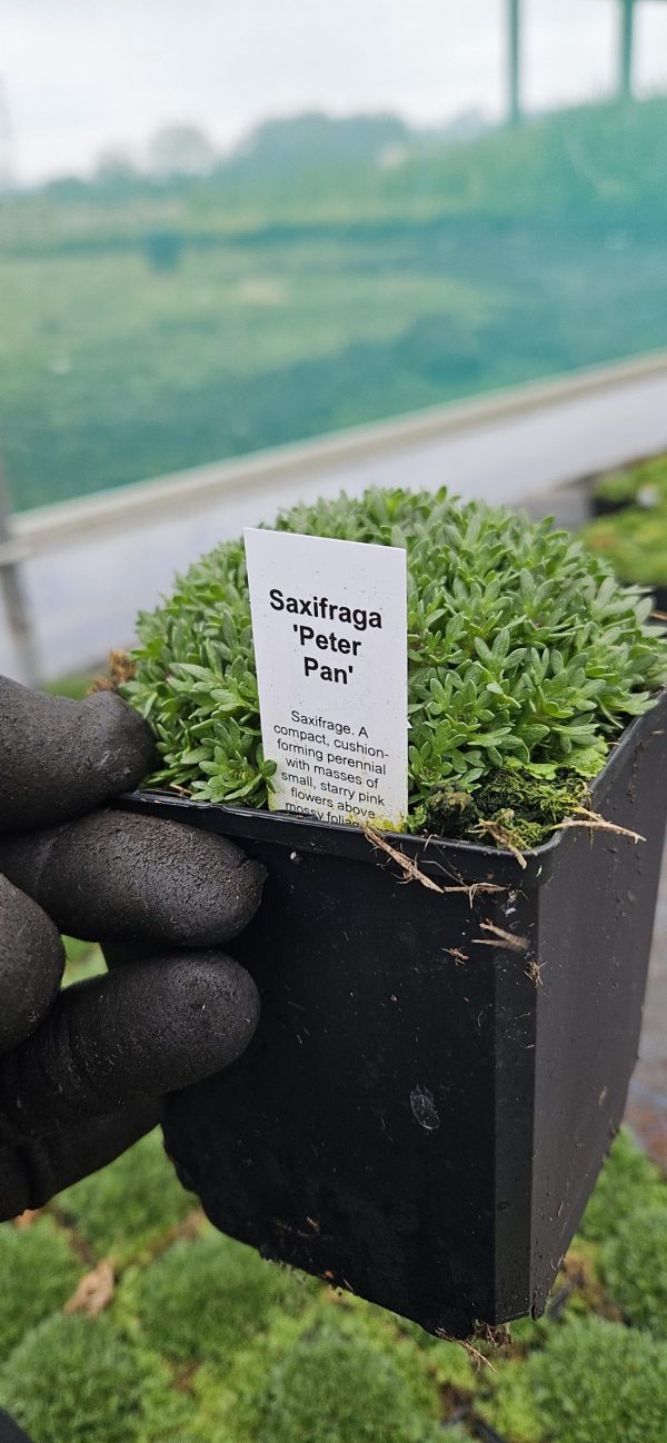 Saxifraga 'Peter Pan'
