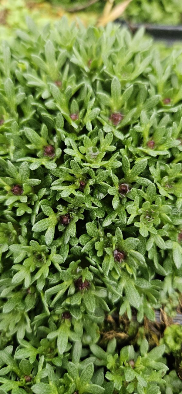 Saxifraga 'Peter Pan'