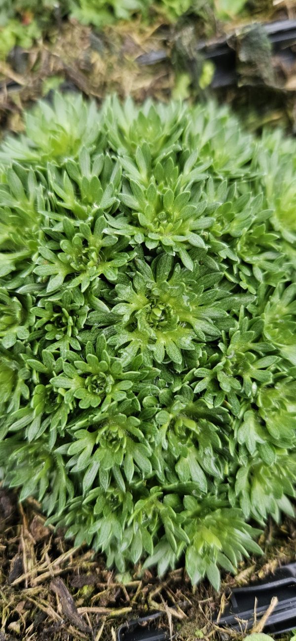 Saxifraga 'Pixie White' Saxifraga 'Pixie White'