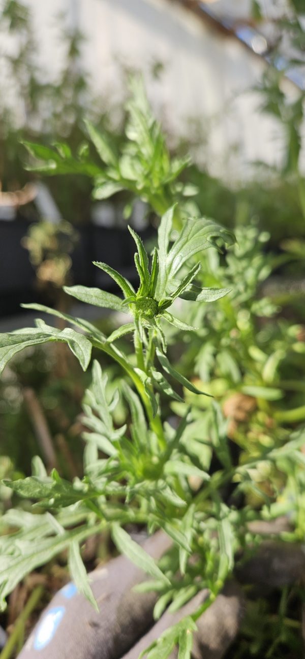 Scabiosa 'Beaujolais Bonnets' Scabiosa 'Beaujolais Bonnets'