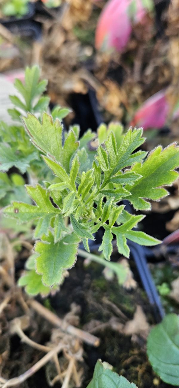 Scabiosa 'Magic' Scabiosa 'Magic'