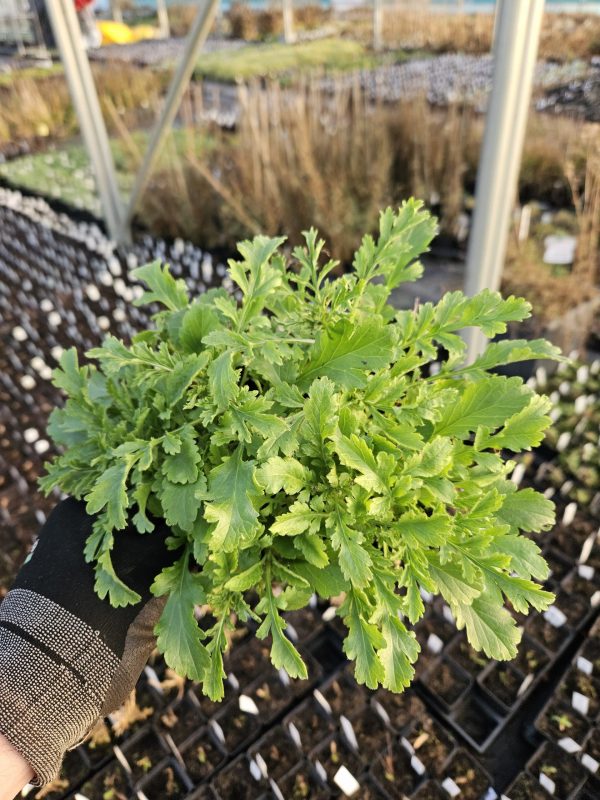 Scabiosa 'Vivid Violet'