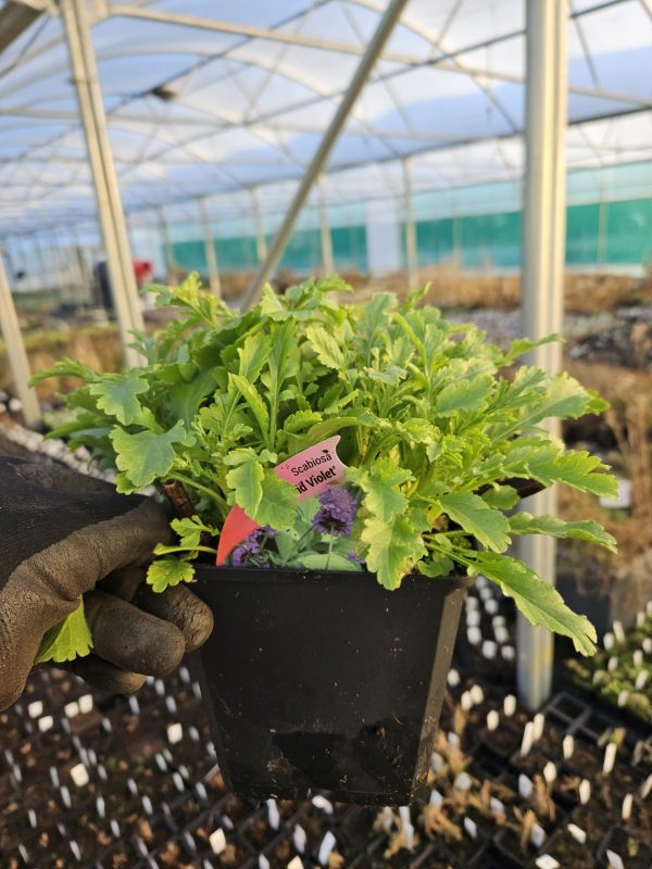 Scabiosa 'Vivid Violet'