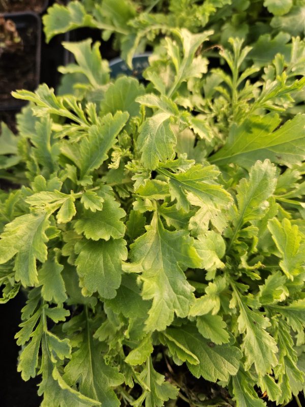 Scabiosa 'Vivid Violet'