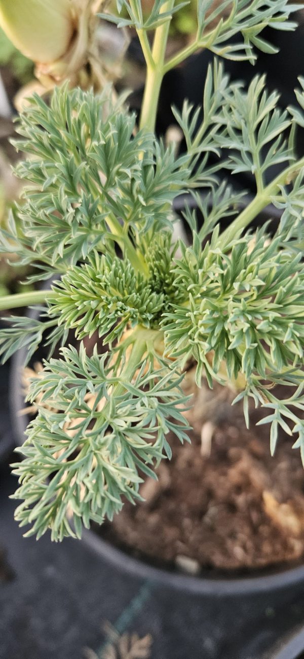 Seseli gummiferum Seseli gummiferum