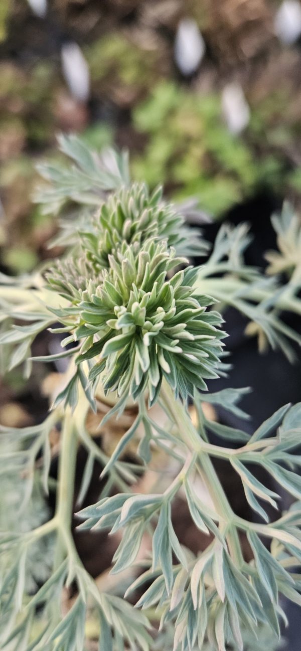 Seseli gummiferum2 Seseli gummiferum