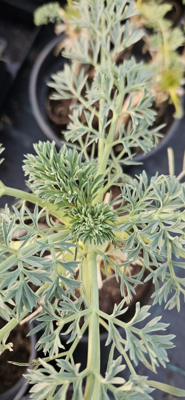 Seseli gummiferum3 Seseli gummiferum