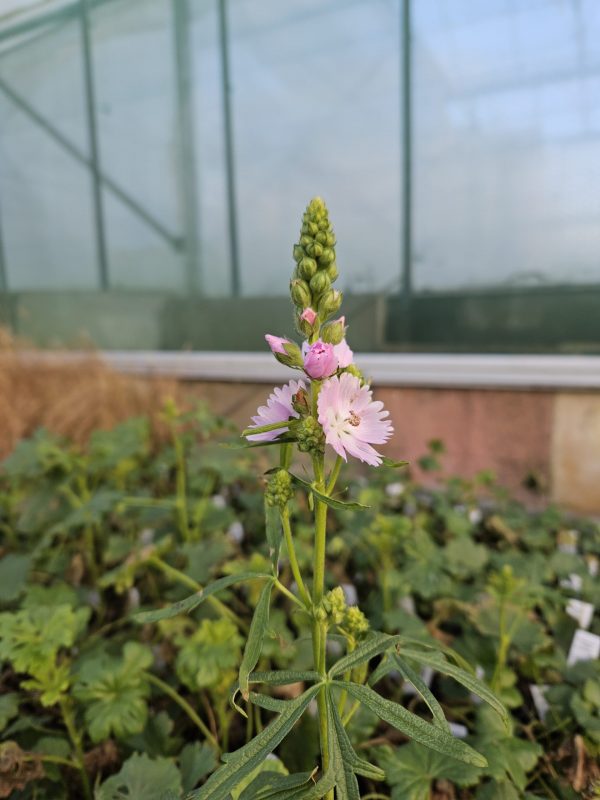 Sidalcea 'Little Princess' Sidalcea 'Little Princess'