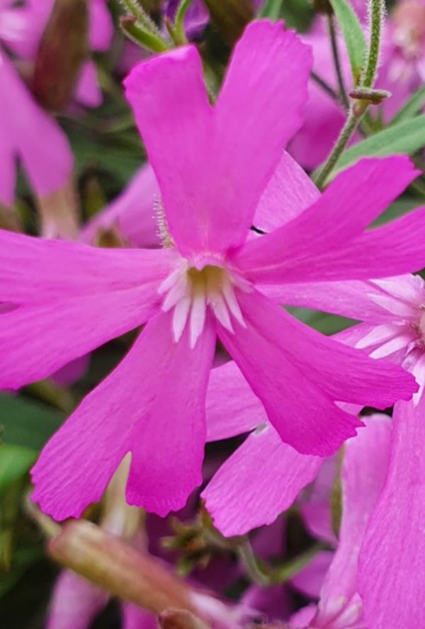 Silene 'Jiggy Pink' Silene 'Jiggy Pink'