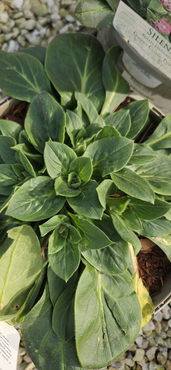 Silene 'Rollies Favourite' Silene 'Rollies Favourite'