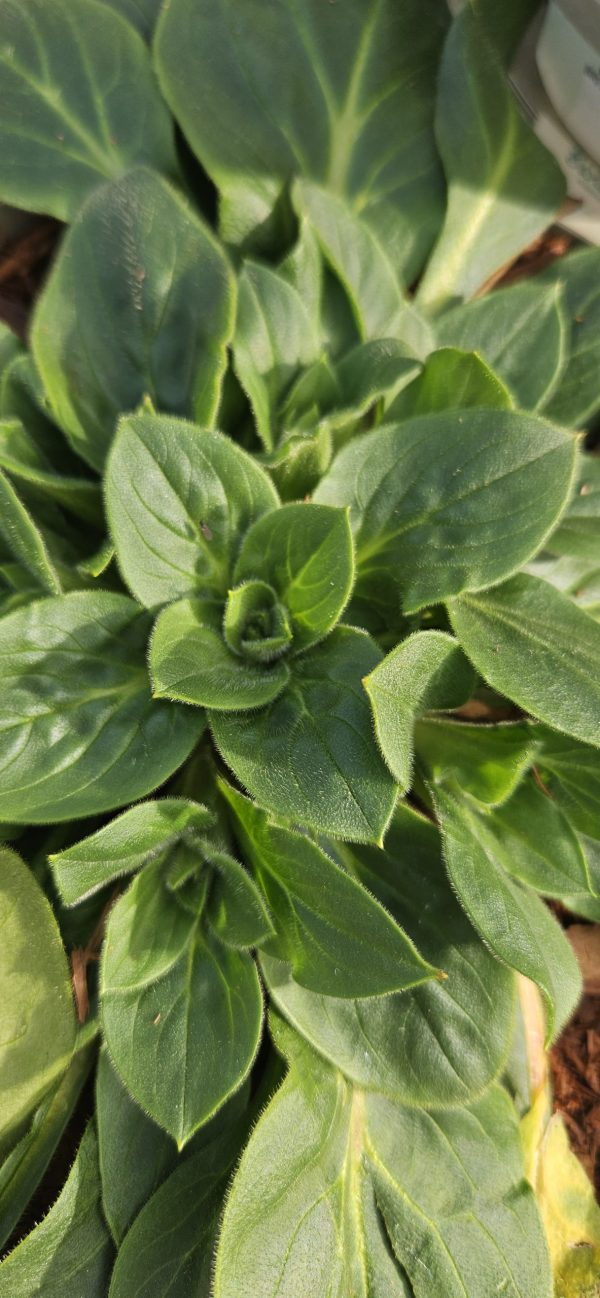 Silene 'Rollies Favourite'2 Silene 'Rollies Favourite'