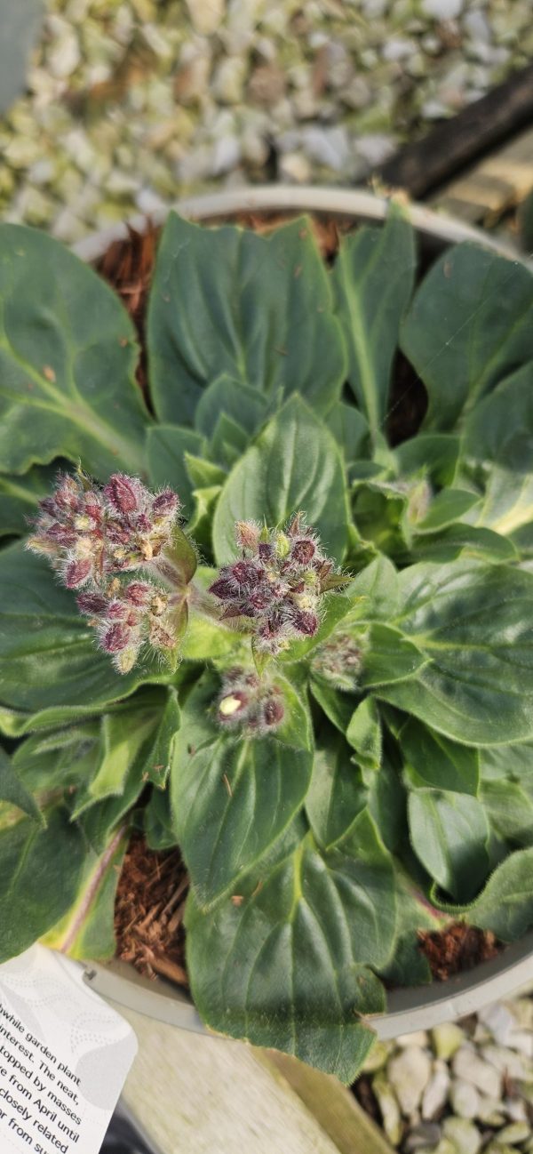 Silene 'Rollies Favourite'3 Silene 'Rollies Favourite'